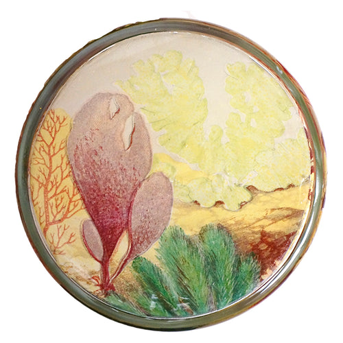 John Derian Sea Life Desk Cup