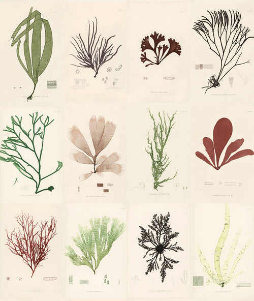 John Derian Sea Plants Wallpaper