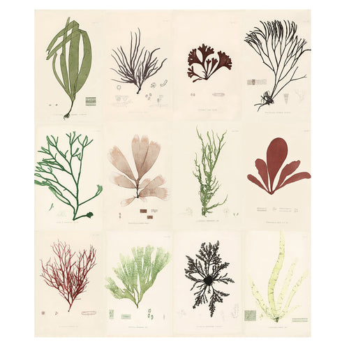 john derian Sea Plants Wallpaper