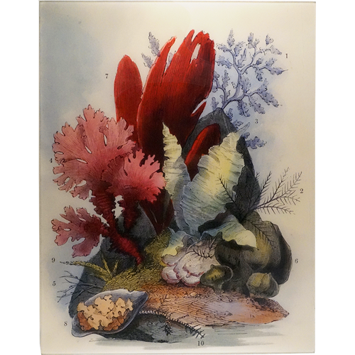 john derian Seaweed Pl. 5 17 x 22" Rect. Tray