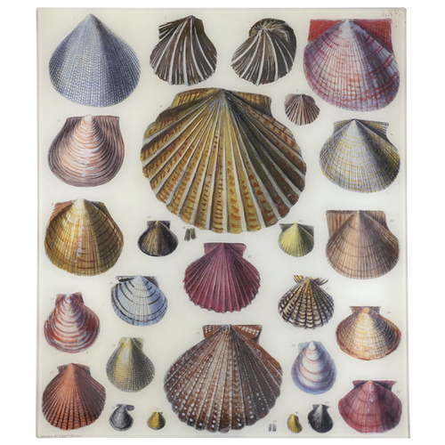 john derian Shells 18 x 20" Rect. Tray