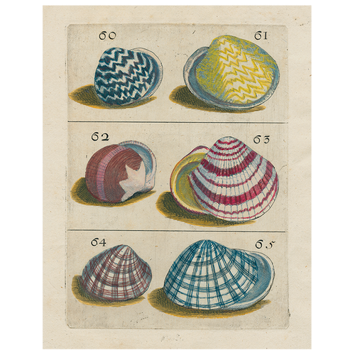 john derian Shells #60 (p 197) 11" x 14" Rect. Tray