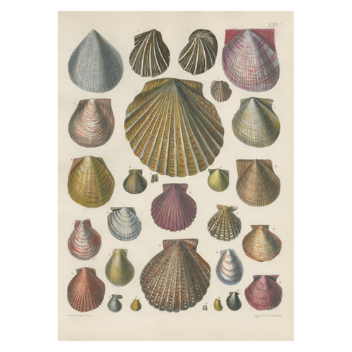 john derian Shells Card With Envelope (Pack of 6)