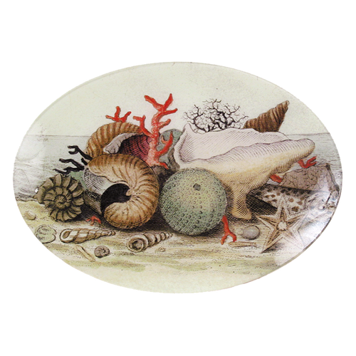 john derian Shells circa 1755 7 x 10" Oval