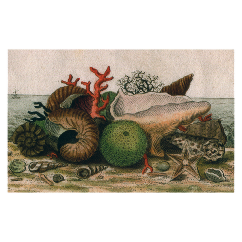 john derian Shells Postcard (Pack of 10)