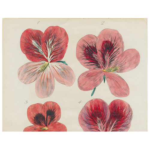 john derian Six Pelargonium (p 97) 11" x 14" Rect. Tray