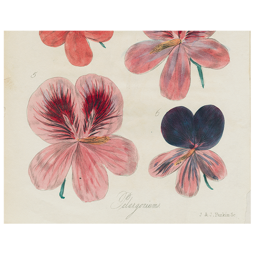 john derian Six Pelargonium (p 98) 11" x 14" Rect. Tray