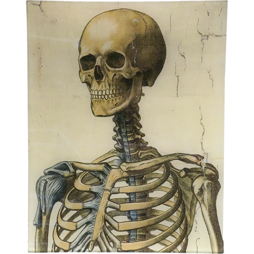 john derian Skeleton 11 x 14" Rect. Tray