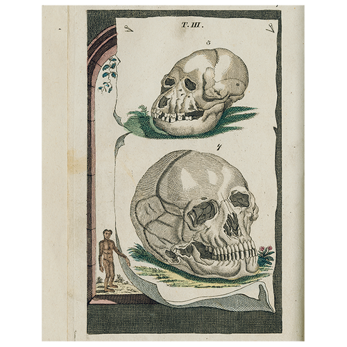 john derian Skulls (p 172) 11" x 14" Rect. Tray