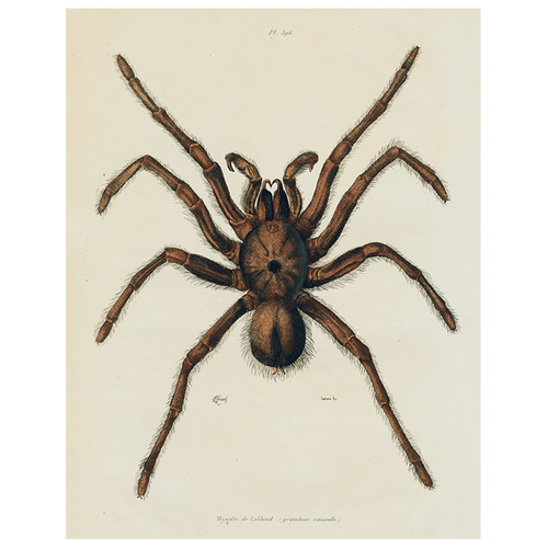 john derian Spider (p 147) 11" x 14" Rect. Tray