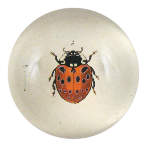 john derian Spotted Ladybug Dome Paperweight