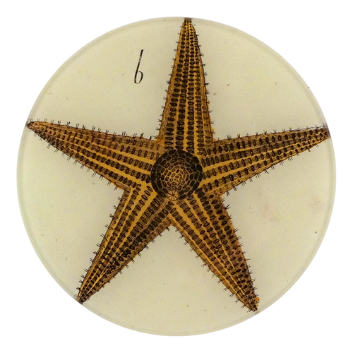 john derian Starfish 5 1/4" Round Plate