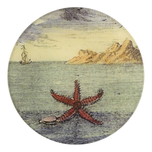 john derian Starfish by Day 5 1/4" Round Plate
