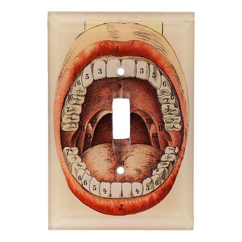 John Derian Stephen Switch Plate Cover
