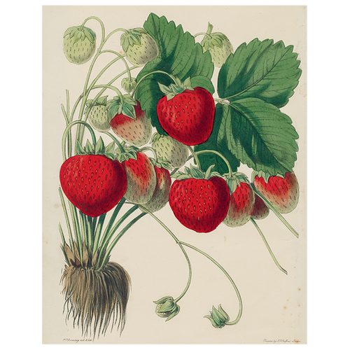 john derian Strawberries (p 280) 11" x 14" Rect. Tray