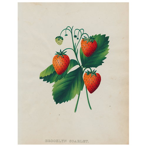 john derian Strawberry (p 260) 11" x 14" Rect. Tray