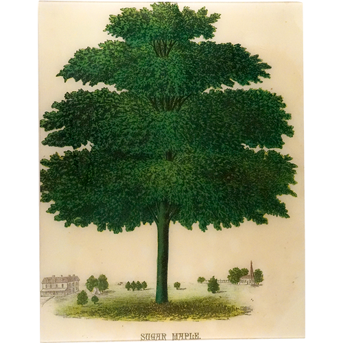 john derian Sugar Maple 17 x 22" Rect. Tray