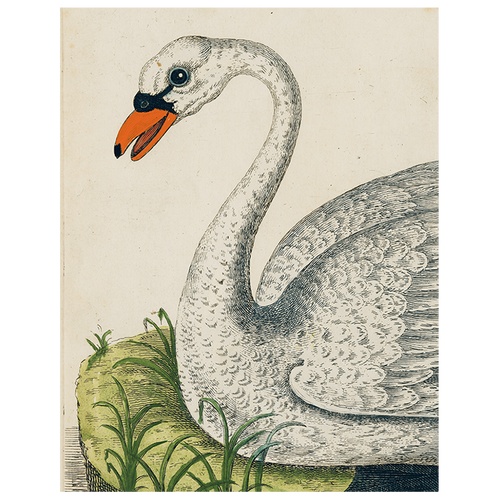 john derian Swan (p 101) 11" x 14" Rect. Tray