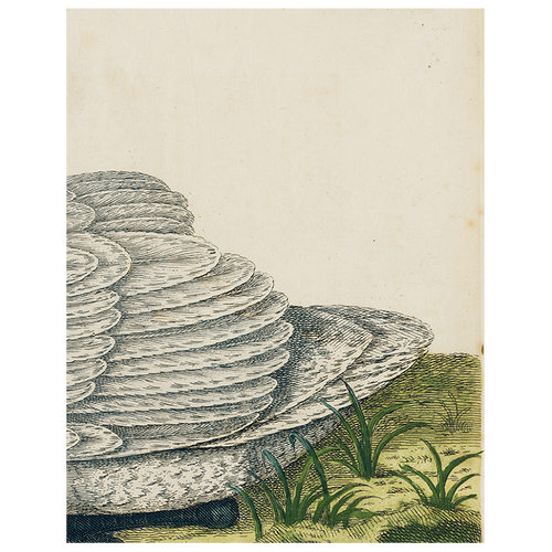 john derian Swan (p 102) 11" x 14" Rect. Tray
