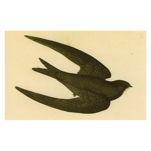 john derian Swift Bird Postcard (Pack of 10)