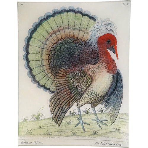 john derian The Crested Turkey 10 x 13" Rect. Tray