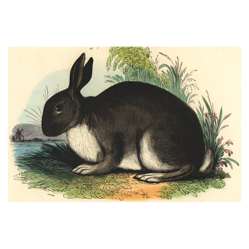john derian The Rabbit Postcard (Pack of 10)