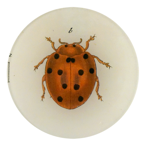 john derian Tiny Dot Lady Bug 5 1/4" Round Plate