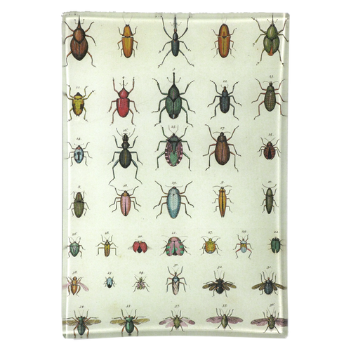 john derian Torn Insects 4.5 x 6.5" Mini-Tray