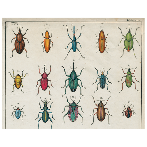john derian Torn Insects (p 51) 11" x 14" Rect. Tray