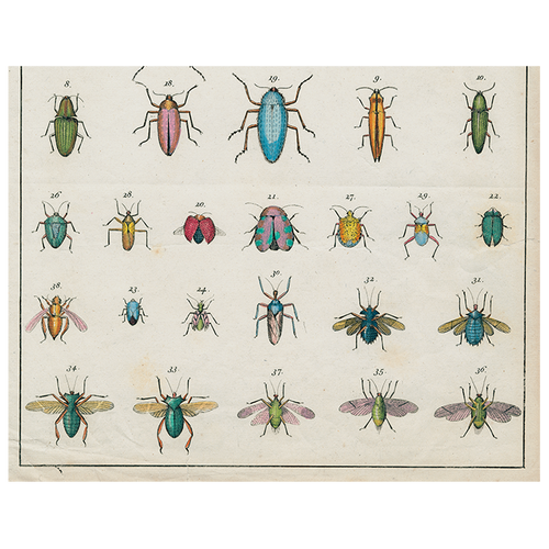 john derian Torn Insects (p 52) 11" x 14" Rect. Tray