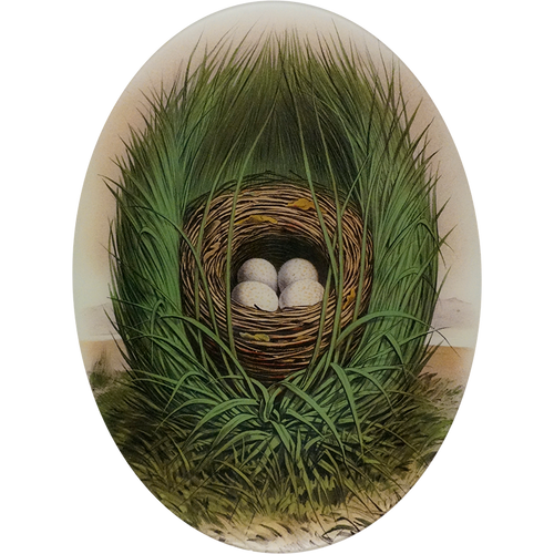 john derian Towhee Bunting 14 x 19" Oval