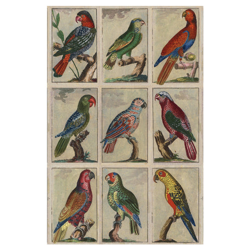 john derian Tropical Birds - Original Wallpaper