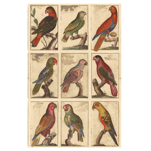 john derian Tropical Birds - Parchment Wallpaper