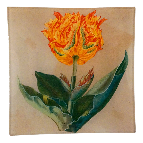 john derian Tulip Un Vide Poche (6" Square)