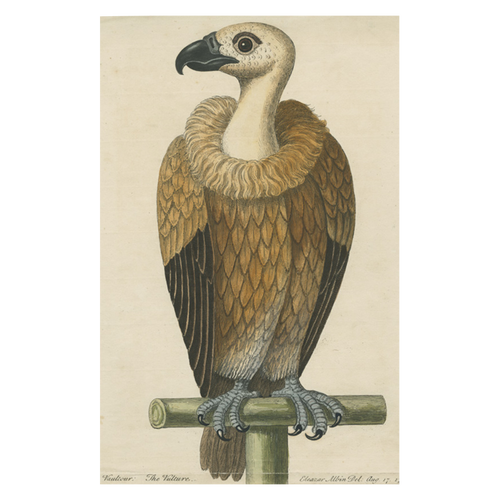 john derian Vulture Postcard (Pack of 10)