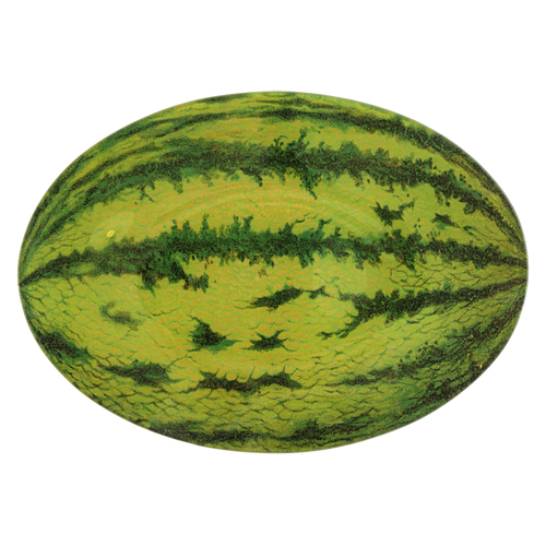 john derian Watermelon 7 x 10" Oval
