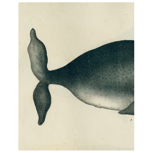 john derian Whale (p 155) 11" x 14" Rect. Tray