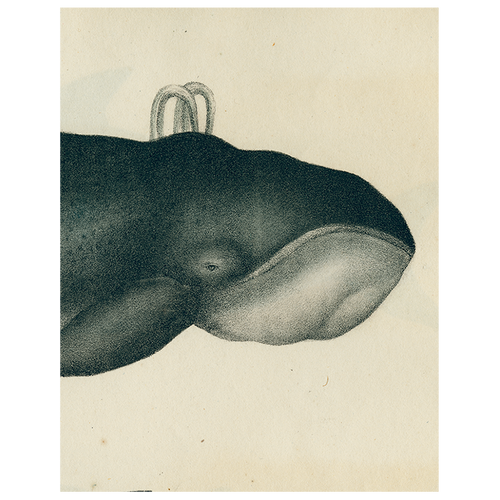john derian Whale (p 156) 11" x 14" Rect. Tray