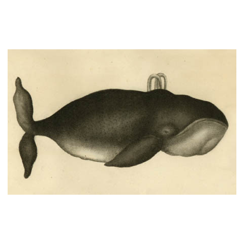 john derian Whale Postcard (Pack of 10)