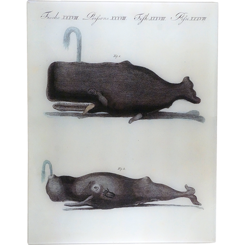 john derian Whales 17 x 22" Rect. Tray