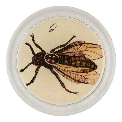 john derian Woodboring Beetle 4" Coaster