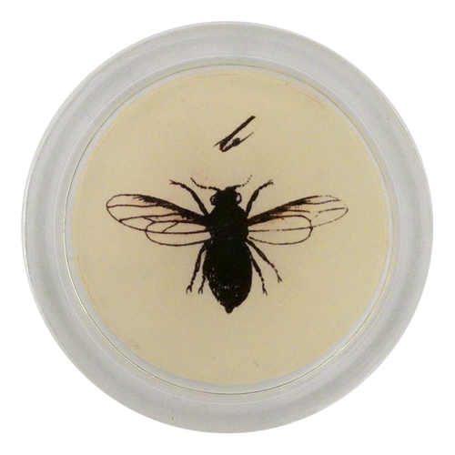 john derian Woolly Alder 4" Coaster