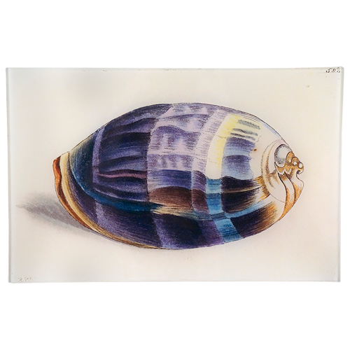 john derian Zebra Cowry 9 x 14" Letter Tray
