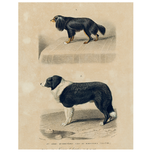john derian King Charles Spaniel (p 329) 11" x 14" Rect. Tray