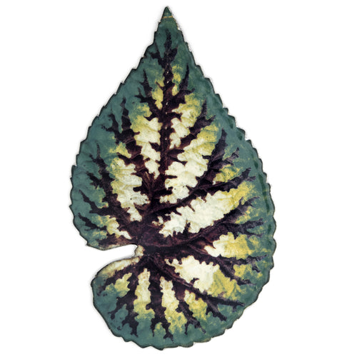 john derian Leaf Platter 50 Add to cart Plat Feuille Details 6.8" L x 11" W Glazed terracotta Made in Paris Care Dishwasher safe on a moderate wash cycle. Not microwave safe. John Derian teamezd up with Astier de Villatte to add