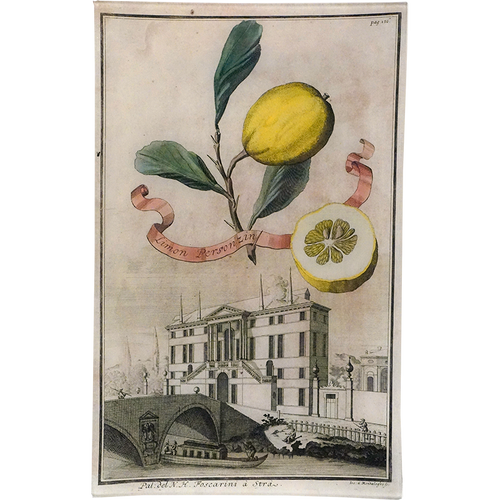 john derian Limon Personzin 18c. Lemon 10 x 16" Rect. Tray