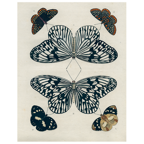 john derian Mirrored Butterfly (p 228) 11" x 14" Rect. Tray