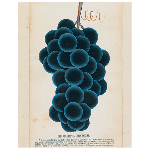john derian Moore's Early (Grapes) (p 310) 11" x 14" Rect. Tray