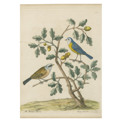 john derian Mountain Titmouse Card With Envelope (Pack of 6)