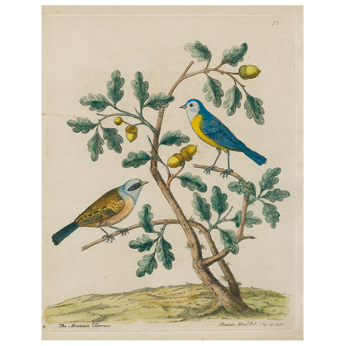 john derian Mountain Titmouse (p 285) 11" x 14" Rect. Tray